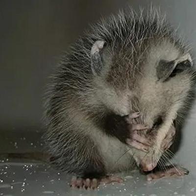 Opossum's avatar
